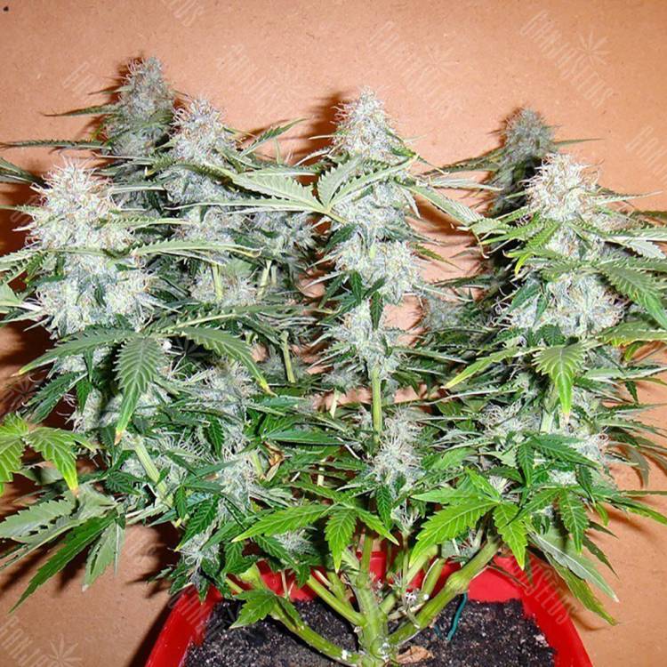 семена конопли Спб Auto Alakol feminised Bang Seeds семена конопли Спб Auto Alakol feminised Bang Seeds