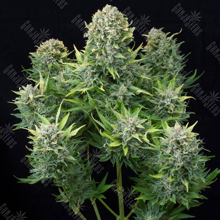 семена конопли для выращивания Auto White Cheese feminised Dinafem Seeds семена конопли для выращивания Auto White Cheese feminised Dinafem Seeds