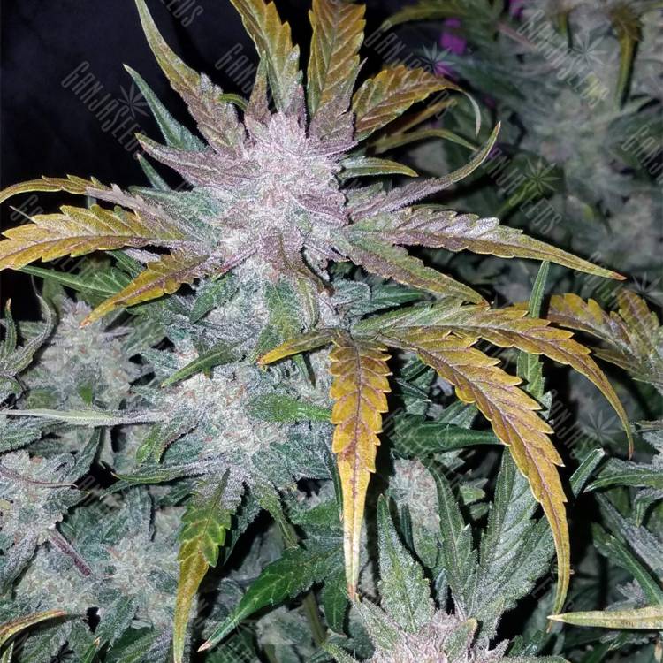 семена конопли для посадки купить Auto Mexican Airlines feminised Fast Buds семена конопли для посадки купить Auto Mexican Airlines feminised Fast Buds