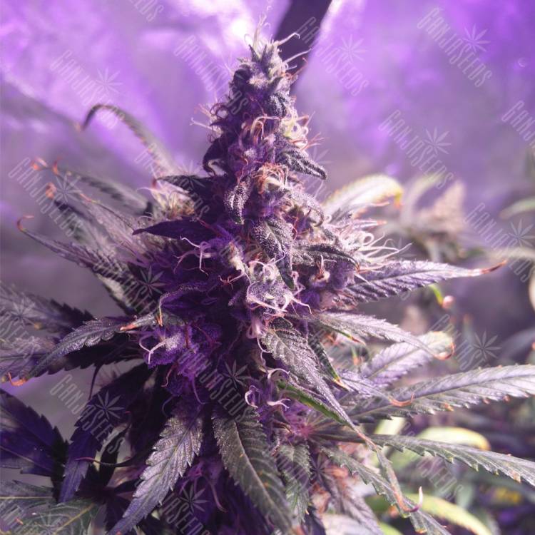 семена конопли в России Three Blue Kings feminised Humboldt Seeds семена конопли в России Three Blue Kings feminised Humboldt Seeds
