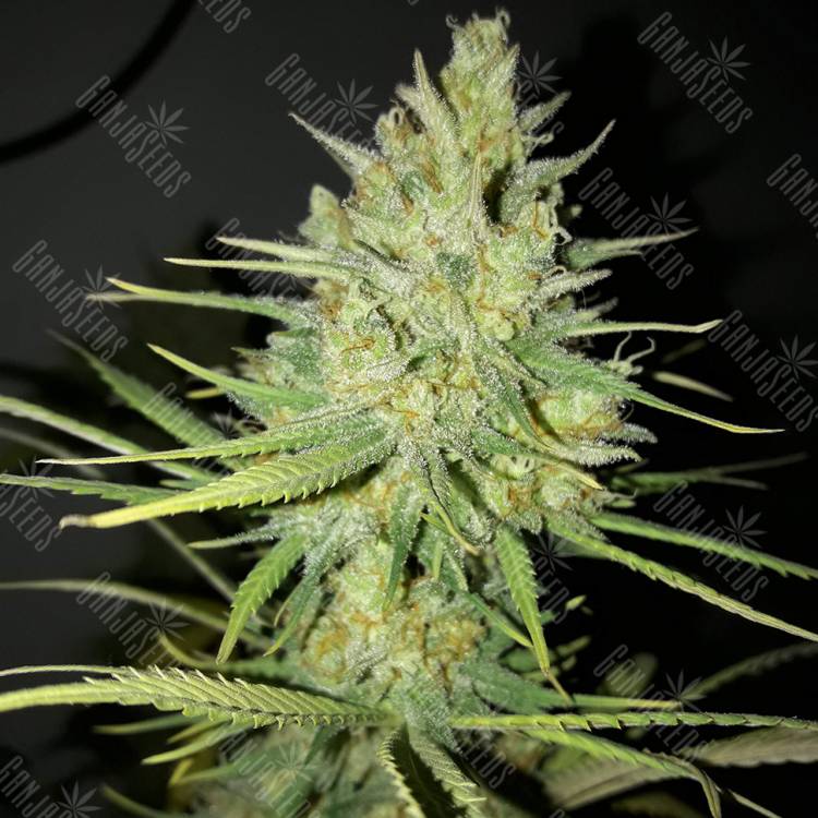 где можно заказать семена конопли Sweet Cheese feminised Sweet Seeds где можно заказать семена конопли Sweet Cheese feminised Sweet Seeds