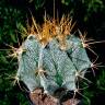 Семена кактуса Astrophytum ornatum MIX Семена кактуса Astrophytum ornatum MIX