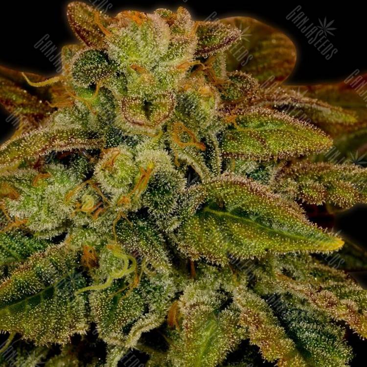 Himalaya Gold feminised Ganja Seeds Himalaya Gold feminised Ganja Seeds