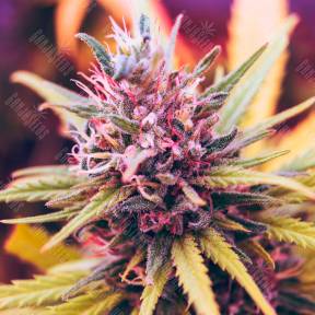 Auto Lavender regular Ganja Seeds