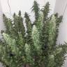 Power Plant feminised Dutch Passion Seeds Power Plant feminised Dutch Passion Seeds