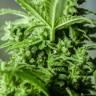 заказ семян конопли Auto Altay feminised Bang Seeds заказ семян конопли Auto Altay feminised Bang Seeds
