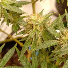 Hawaii Maui Waui feminised Nirvana Seeds