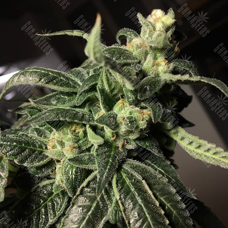 семена конопли курьером Euphoria CBD feminised Royal Queen семена конопли курьером Euphoria CBD feminised Royal Queen