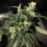 семена конопли курьером Euphoria CBD feminised Royal Queen семена конопли курьером Euphoria CBD feminised Royal Queen