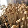 споры псилоцибиновый гриб законность Panaeolus Cyanescens споры псилоцибиновый гриб законность Panaeolus Cyanescens