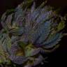 Purple#1 feminised Dutch Passion Seeds Purple#1 feminised Dutch Passion Seeds