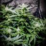 семена конопли для посадки купить Auto Atameken feminised Bang Seeds семена конопли для посадки купить Auto Atameken feminised Bang Seeds