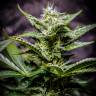 семена конопли курьером Auto Atameken feminised Bang Seeds семена конопли курьером Auto Atameken feminised Bang Seeds