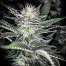 семена конопли для курения Auto Atameken feminised Bang Seeds семена конопли для курения Auto Atameken feminised Bang Seeds