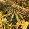 семена конопли дешево Lemon Kush regular Ganja Seeds
