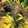 семена конопли с доставкой Lemon Kush regular Ganja Seeds