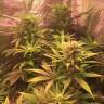 семена индийской конопли Lemon Kush regular Ganja Seeds