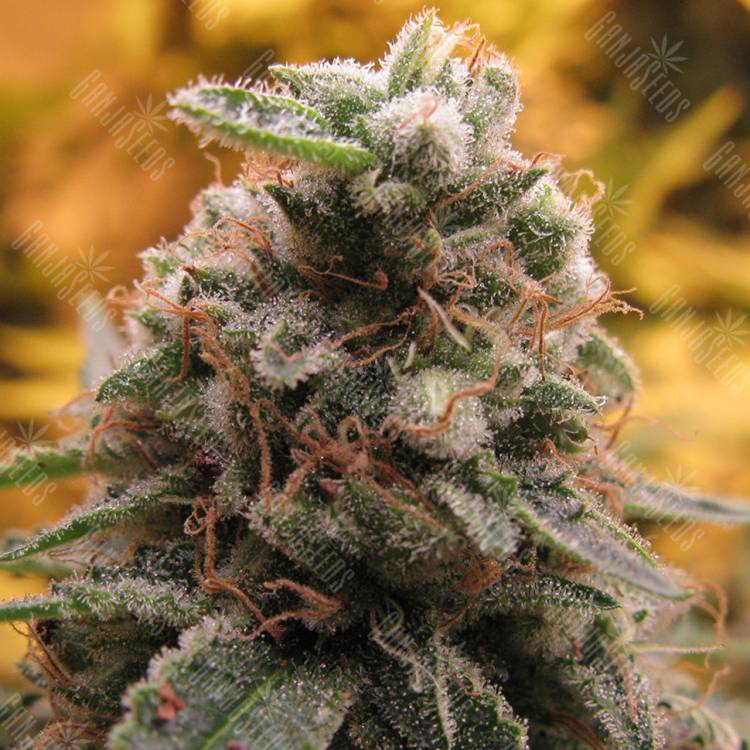 где заказать семена конопли Auto Top 69 feminised Advanced Seeds где заказать семена конопли Auto Top 69 feminised Advanced Seeds