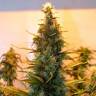 семена сортовой конопли Auto Lowryder #2 feminised Doctors Choice семена сортовой конопли Auto Lowryder #2 feminised Doctors Choice