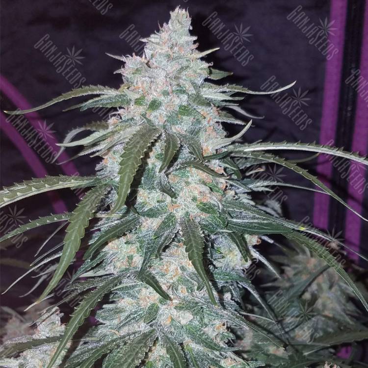 семена конопли гидропоники Auto Pineapple Express feminised Fast Buds семена конопли гидропоники Auto Pineapple Express feminised Fast Buds