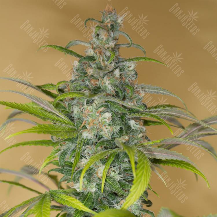 семена конопли медицинской Blue Dream CBD feminised Humboldt Seeds семена конопли медицинской Blue Dream CBD feminised Humboldt Seeds