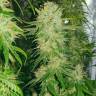 семена конопли в оригинальных упаковках Haze 1 feminised Nirvana Seeds семена конопли в оригинальных упаковках Haze 1 feminised Nirvana Seeds