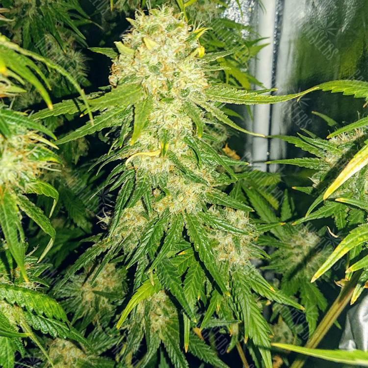 урожайные семена конопли Haze 1 feminised Nirvana Seeds урожайные семена конопли Haze 1 feminised Nirvana Seeds