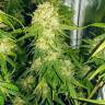 урожайные семена конопли Haze 1 feminised Nirvana Seeds урожайные семена конопли Haze 1 feminised Nirvana Seeds