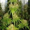 семена конопли недорого Haze 1 feminised Nirvana Seeds семена конопли недорого Haze 1 feminised Nirvana Seeds