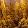 семена конопли сорта сатива Haze 1 feminised Nirvana Seeds семена конопли сорта сатива Haze 1 feminised Nirvana Seeds