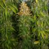 купить семена конопли Haze 1 feminised Nirvana Seeds купить семена конопли Haze 1 feminised Nirvana Seeds