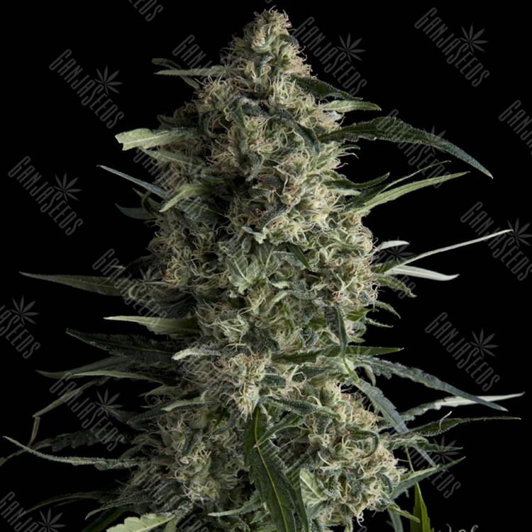 семена конопли медицинской Galaxy CBD feminised Pyramid Seeds семена конопли медицинской Galaxy CBD feminised Pyramid Seeds
