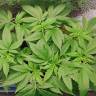 мощные семена конопли Galaxy CBD feminised Pyramid Seeds мощные семена конопли Galaxy CBD feminised Pyramid Seeds