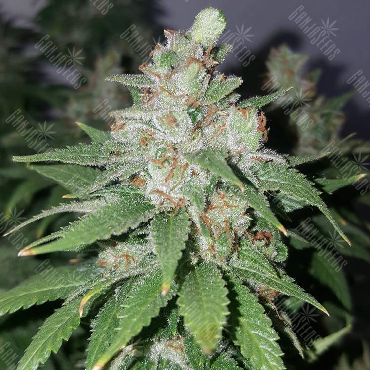 семена конопли в России Medical Mass CBD feminised Royal Queen семена конопли в России Medical Mass CBD feminised Royal Queen