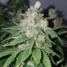 семена конопли в России Medical Mass CBD feminised Royal Queen семена конопли в России Medical Mass CBD feminised Royal Queen