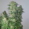 семена культурной конопли купить Medical Mass CBD feminised Royal Queen семена культурной конопли купить Medical Mass CBD feminised Royal Queen