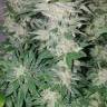 семена конопли индика Medical Mass CBD feminised Royal Queen семена конопли индика Medical Mass CBD feminised Royal Queen