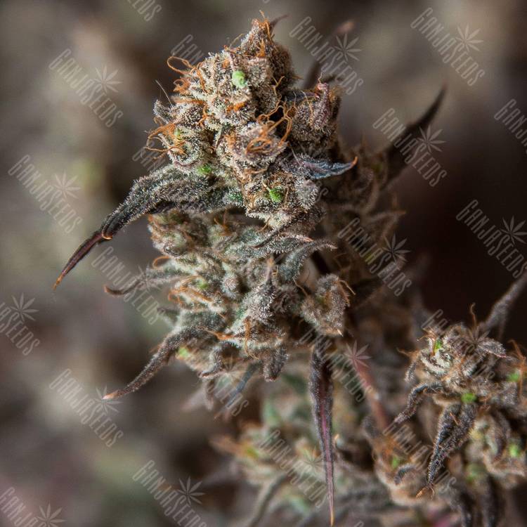 семена культурной конопли купить Sweet Pure CBD feminised Sweet Seeds семена культурной конопли купить Sweet Pure CBD feminised Sweet Seeds