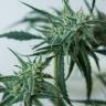 семена конопли для посадки купить Sweet Pure CBD feminised Sweet Seeds семена конопли для посадки купить Sweet Pure CBD feminised Sweet Seeds