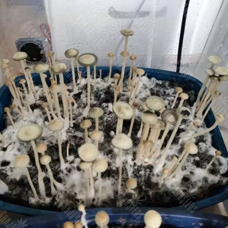 споры псилоцибиновый Panaeolus Cyanescens Aussi X Bali Indonesia споры псилоцибиновый Panaeolus Cyanescens Aussi X Bali Indonesia
