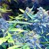 семена индийской конопли Auto Blueberry x Sweet Tooth feminised семена индийской конопли Auto Blueberry x Sweet Tooth feminised