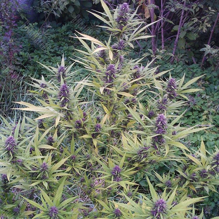 Shaman feminised Dutch Passion Seeds Shaman feminised Dutch Passion Seeds