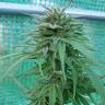 семена конопли интернет магазин Lemon regular Ganja Seeds
