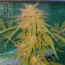 мощные семена конопли Lemon regular Ganja Seeds