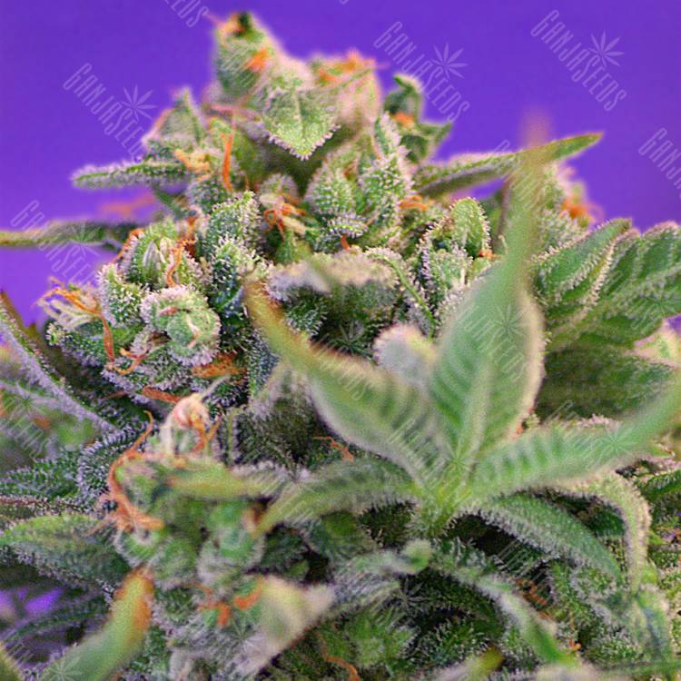 хорошие семена конопли Auto Sweet Cheese regular хорошие семена конопли Auto Sweet Cheese regular