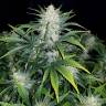 семена конопли интернет магазин Auto Rhino Ryder feminised Fast Buds