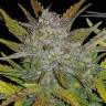 семена сортовой конопли Auto Rhino Ryder feminised Fast Buds