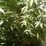 заказ семян конопли Москва Ice feminised Nirvana Seeds заказ семян конопли Москва Ice feminised Nirvana Seeds