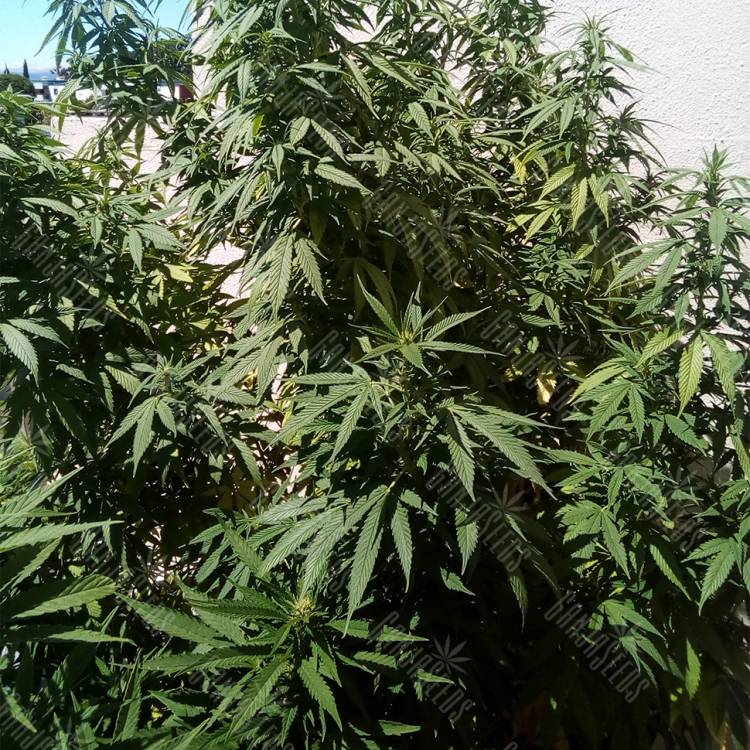 семена конопли Россия Ice feminised Nirvana Seeds семена конопли Россия Ice feminised Nirvana Seeds