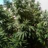 семена конопли Россия Ice feminised Nirvana Seeds семена конопли Россия Ice feminised Nirvana Seeds